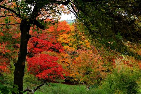 Winkworth Arboretum, a Great Autumn Day Trip from London - Sunny Journeys