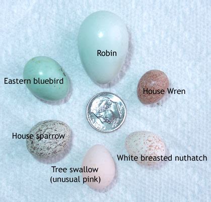 Red Speckled Bird Eggs