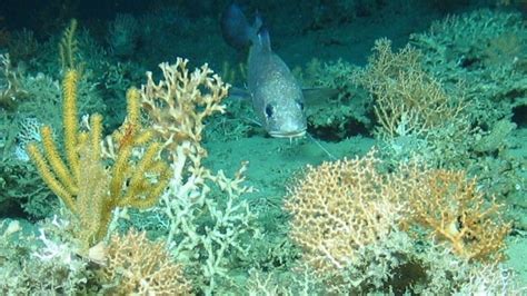 Four coral reefs discovered in Atlantic Ocean - BBC News