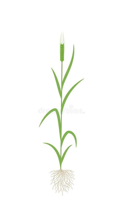 Barley Plant Growth Stages Development. Hordeum Vulgare. Harvest Progression. Ripening Period ...