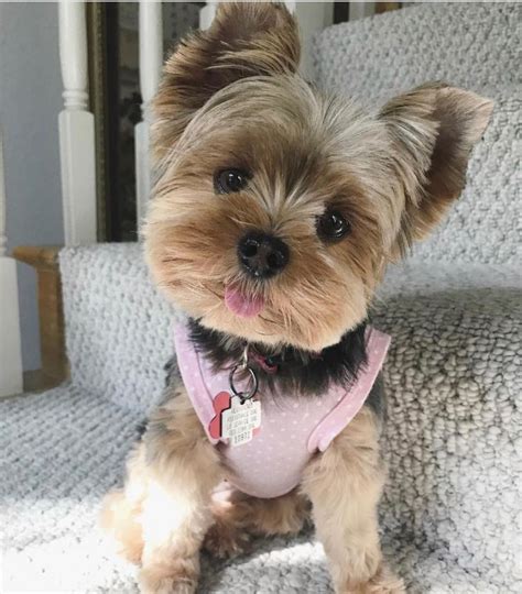 Pin by Amber Beatty on Cutie-Patooties ☺️ | Yorkie puppy haircuts, Yorkie puppy, Yorkshire terrier