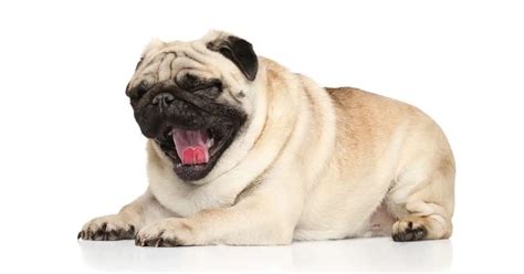 Pug Health Problems: A Comprehensive Guide to Keeping Your Pug Happy ...