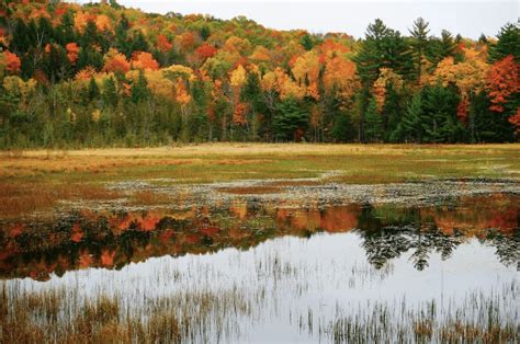 ULTIMATE 2023 Maine Fall Foliage Map & Peak Prediction Guide (2023)