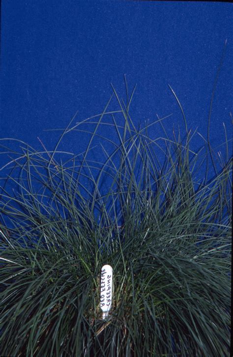 Creeping Red Fescue – Forage U-Pick