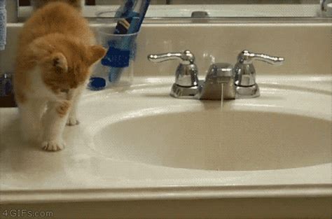 Funny cats - part 167 (40 pics + 10 gifs) | Amazing Creatures