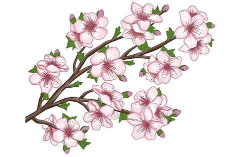 How To Draw A Cherry Blossom Tree Branch