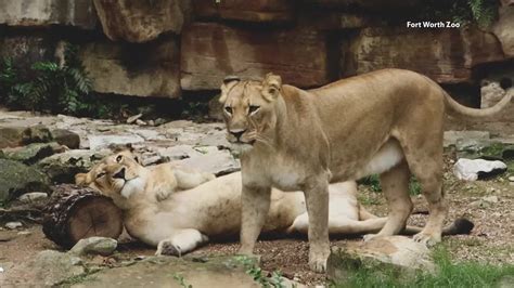 Fort Worth Zoo's lions and tigers returning in new exhibit