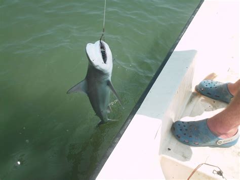 Playing With Sharks in Charleston – Ya Like Dags?