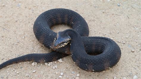 Southern Watersnake – Florida Snake ID Guide