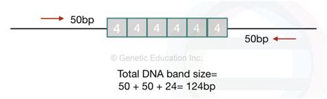 Short Tandem Repeats (STRs): A Secret of Every DNA Test