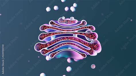 Golgi apparatus 3d animation. Isolated cell organelle. Biology, science Stock Video | Adobe Stock