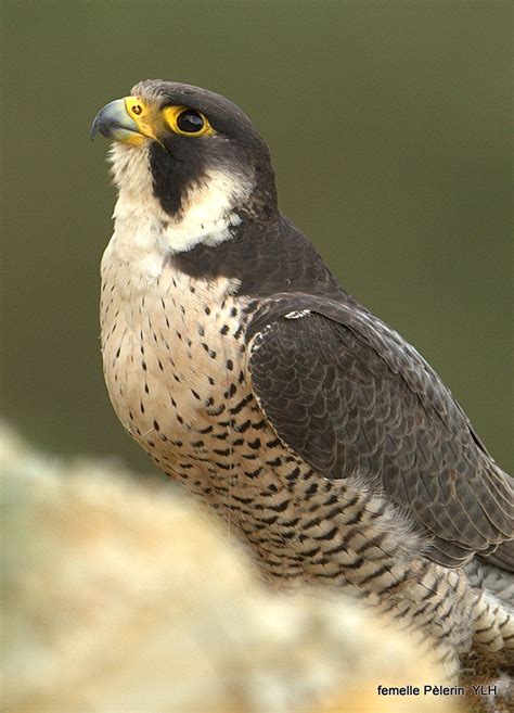 Le faucon pèlerin, un événement ornithologique