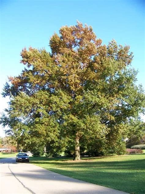 Shingle Oak Acorns . 20 Count - Etsy