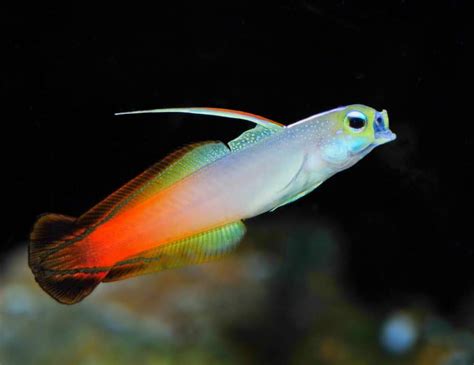 Firefish Goby: Care, Tank Size, Tank Mates, Breeding & Diet - Fish ...