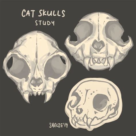 cat_skull_study, Shelze Doodles | Animal skull drawing, Cat skull, Skull drawing sketches