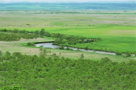 Kushiro shitsugen marshland.