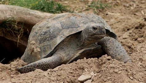 Bolson Tortoise Facts and Pictures