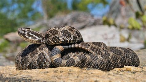 The Massasauga Rattlesnake: Ontario Wildlife Video Series - YouTube ...