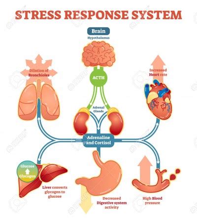 cortisol - Werk Weer Leuk