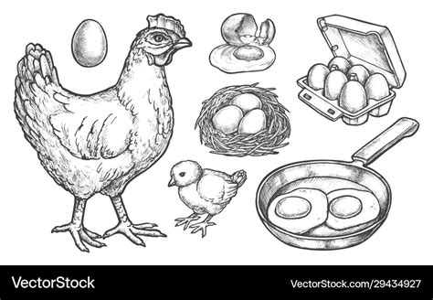 Sketch chicken products and farm poultry eggs Vector Image