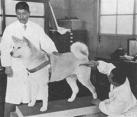 The True Story Of Hachiko, History's Most Devoted Dog