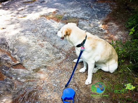 Maya the Nature Dog Hikes and Rests At Chutes Provincial Park