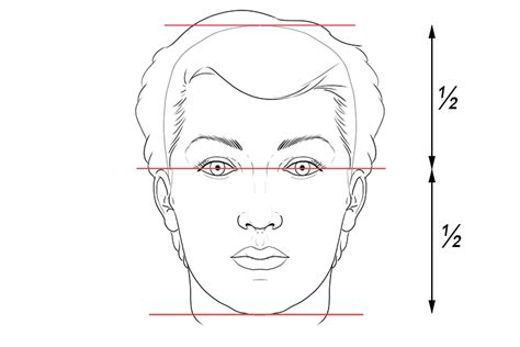 Proportions of a face – Art - Mammoth Memory Art