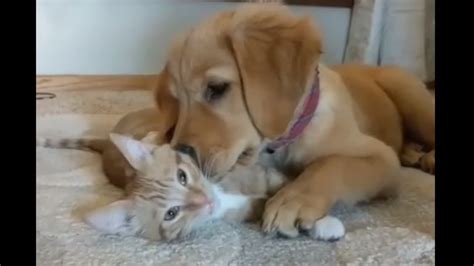 Kittens And Puppies Hugging