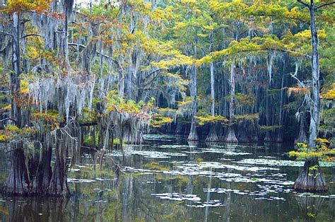 Backroads Nature–Caddo Lake State Park