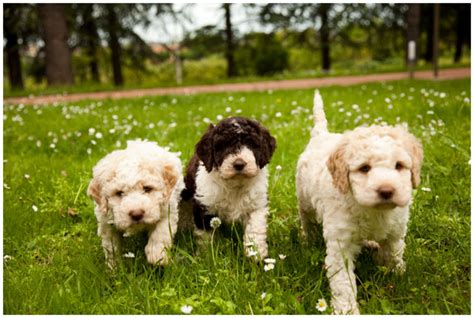 Lagotto Romagnolo - Pictures, Rescue, Puppies, Breeders, Temperament ...