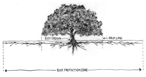 How to Plant Near Oak Trees | San Luis Obispo | Greener Environments