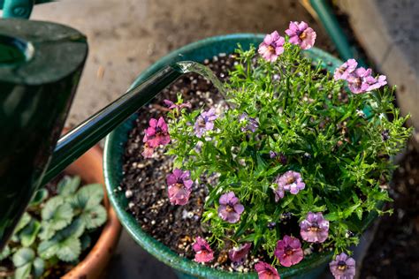 10 Tips for Watering Plants Growing in Containers