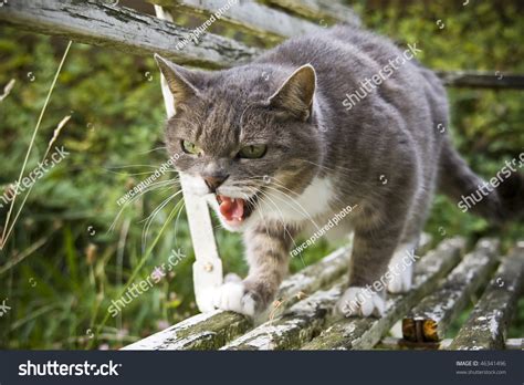 Attacking Cat Stock Photo 46341496 - Shutterstock