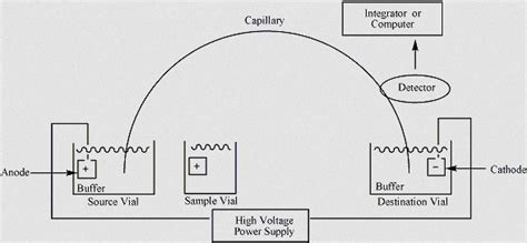 Capillary Electrophoresis - Applications and Procedure - Laboratoryinfo.com