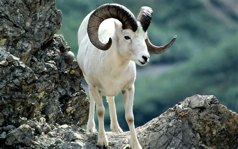 Argali mountain sheep | Goats, Animals, Animals wild