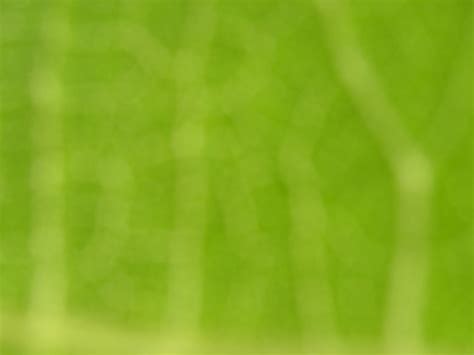 Free Stock Photo 1876-Abstract natural green background | freeimageslive