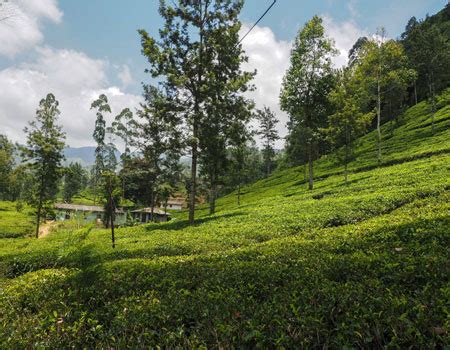 The Best Ceylon Tea Plantations in Sri Lanka | History of Ceylon Tea