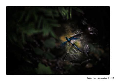 Odonata on Behance