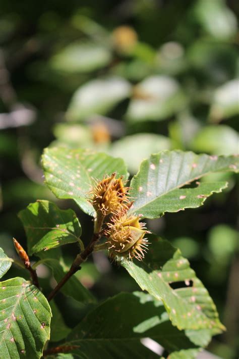 Foraging Beech Nuts