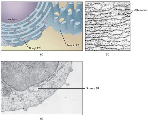 5.9: The Endoplasmic Reticulum - Biology LibreTexts