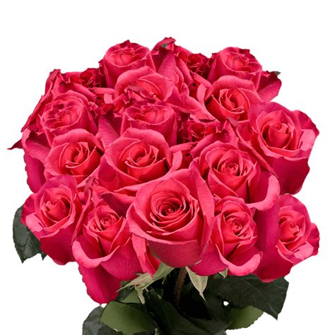 50 Stems of Hot Pink Hot Princess Roses- Beautiful Fresh Cut Flowers- Express Delivery - Walmart.com