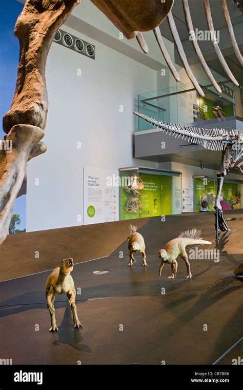 Dinosaur Hall, Natural History Museum, Los Angeles, California, USA ...