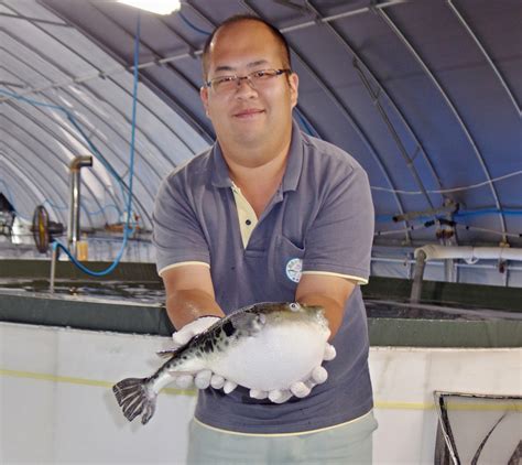 En Japón, los peces globo tigre se encuentran en agua caliente - Responsible Seafood Advocate