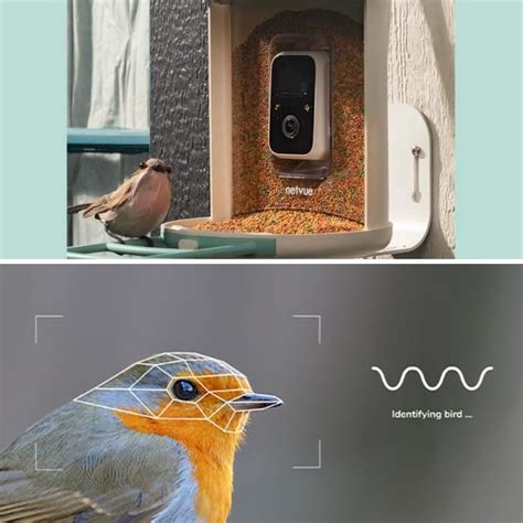 Netvue Birdfy Bird Feeder AI Camera Identifies Over 6K Birds