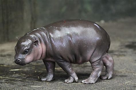 Pygmy Hippo Facts: Animals of Africa - WorldAtlas.com