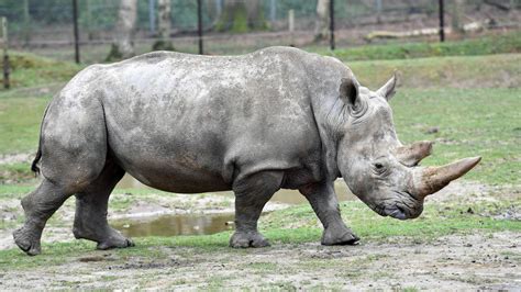 Rhinocéros abattu au zoo de Thoiry : la France, nouveau terrain de chasse des braconniers