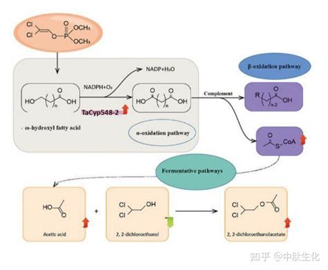 Chemosphere：揭示生防木霉降解有机磷农药敌敌畏的分子机理 - 知乎