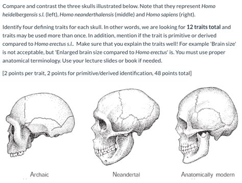 Homo Heidelbergensis Skull Diagram