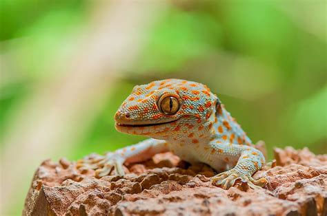 10 Of the World's Most Amazing Lizard Species - WorldAtlas