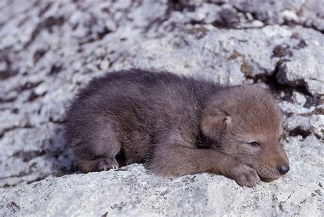 coyote pup - Baby Animals Photo (19816876) - Fanpop